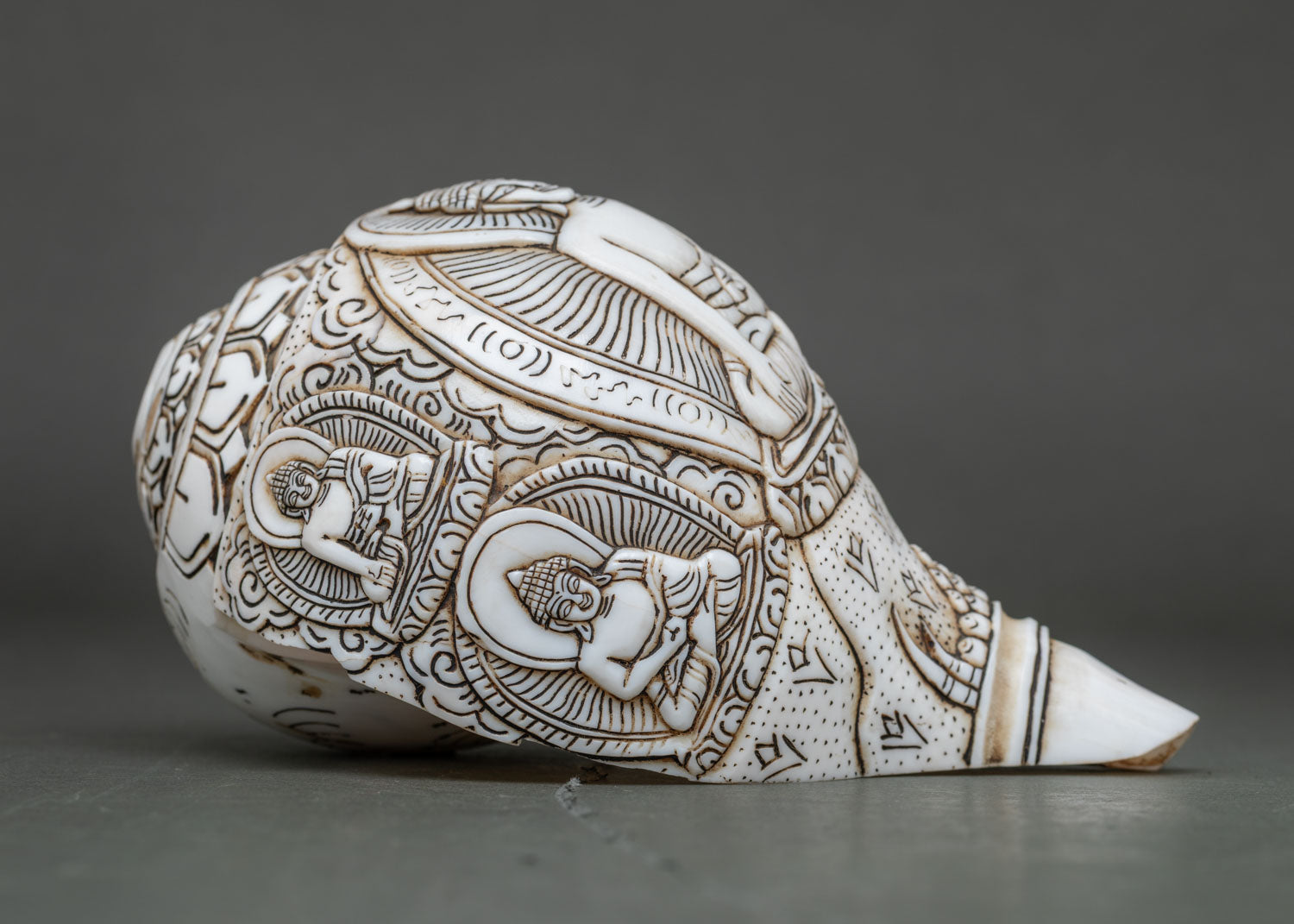 Conch Shell