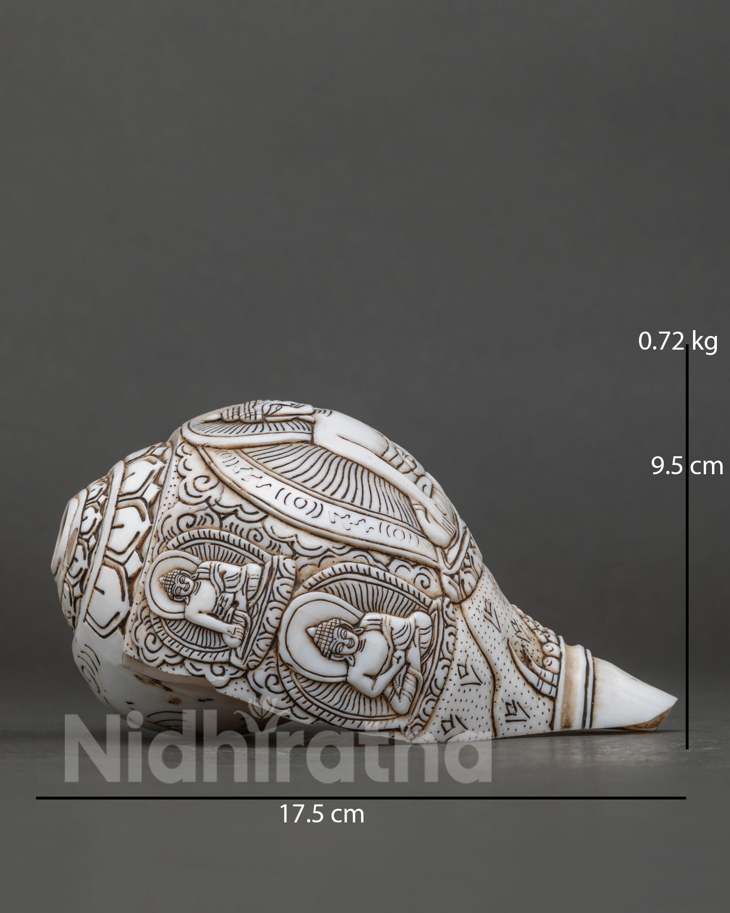 Conch Shell