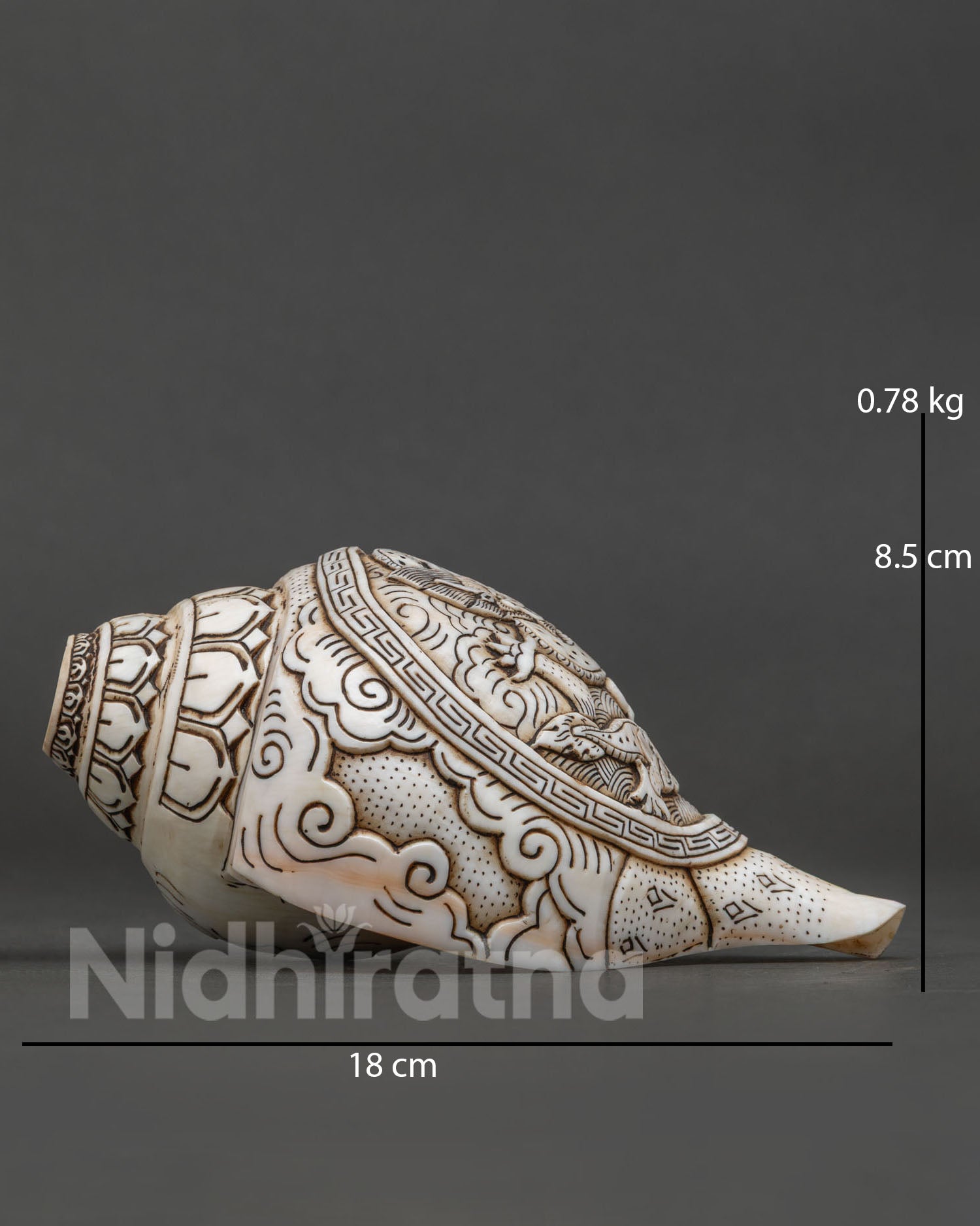 Conch Shell