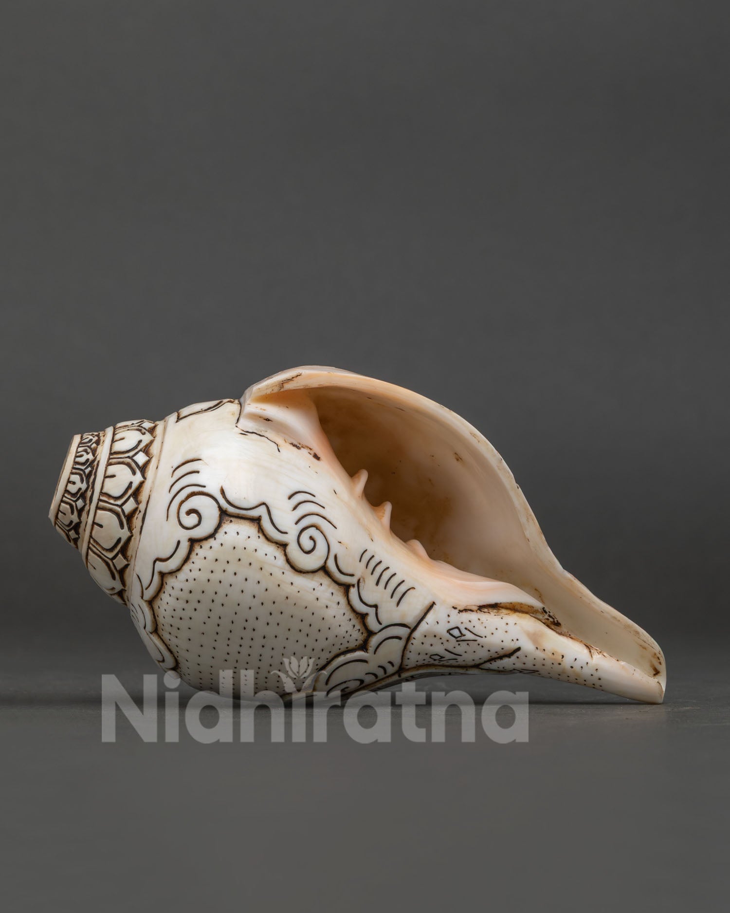 Conch Shell