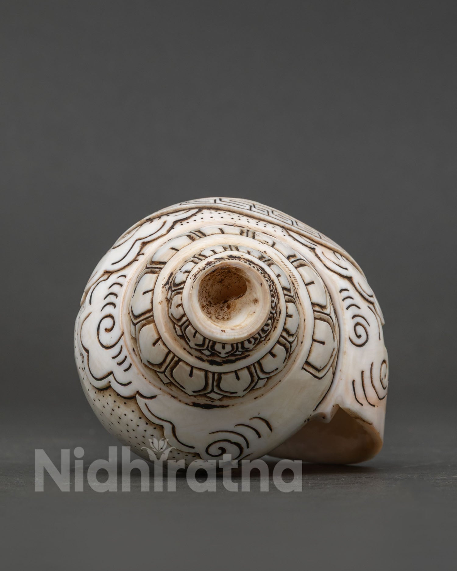 Conch Shell