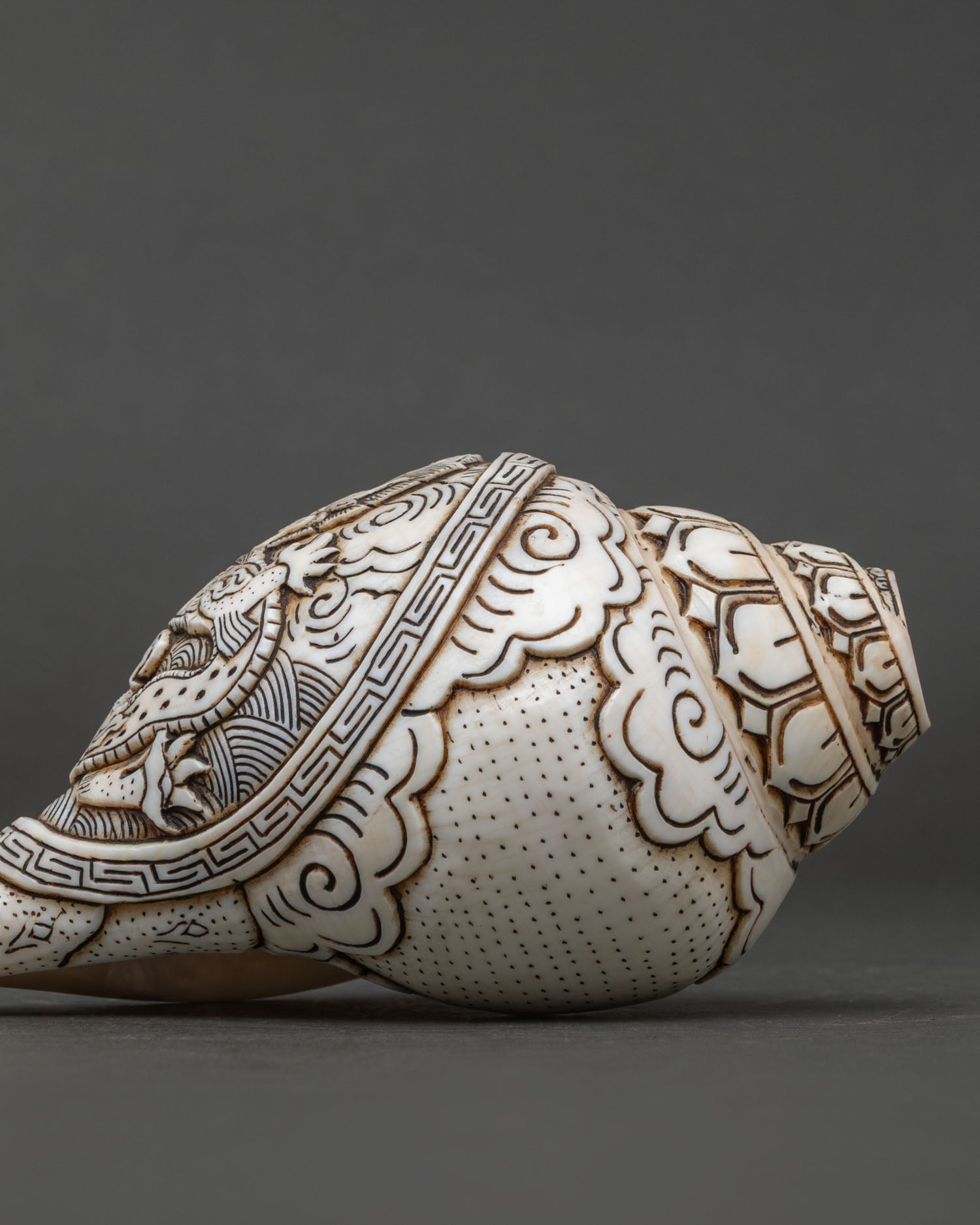 Conch Shell