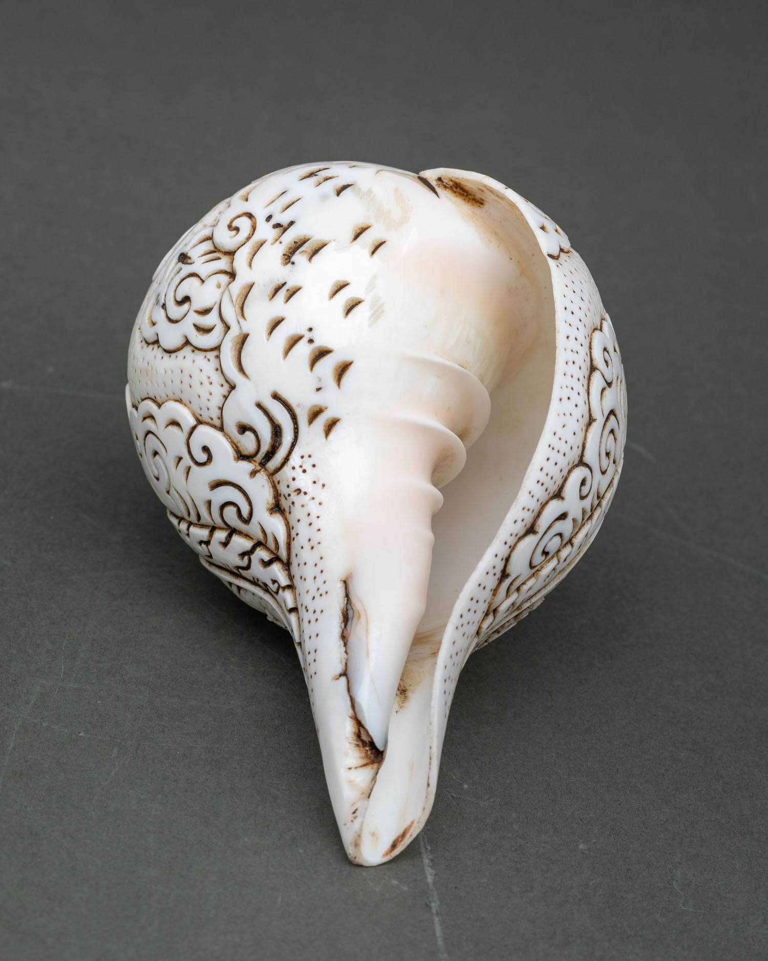 Conch Shell