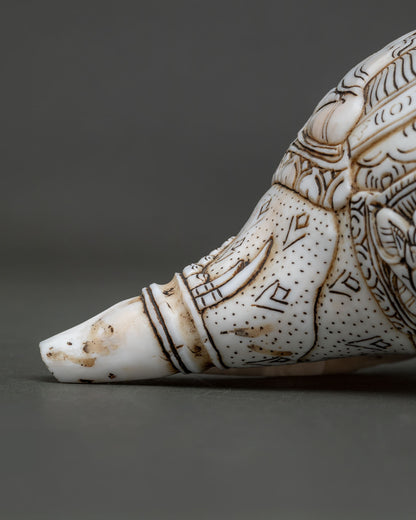 Conch Shell