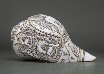 Conch Shell