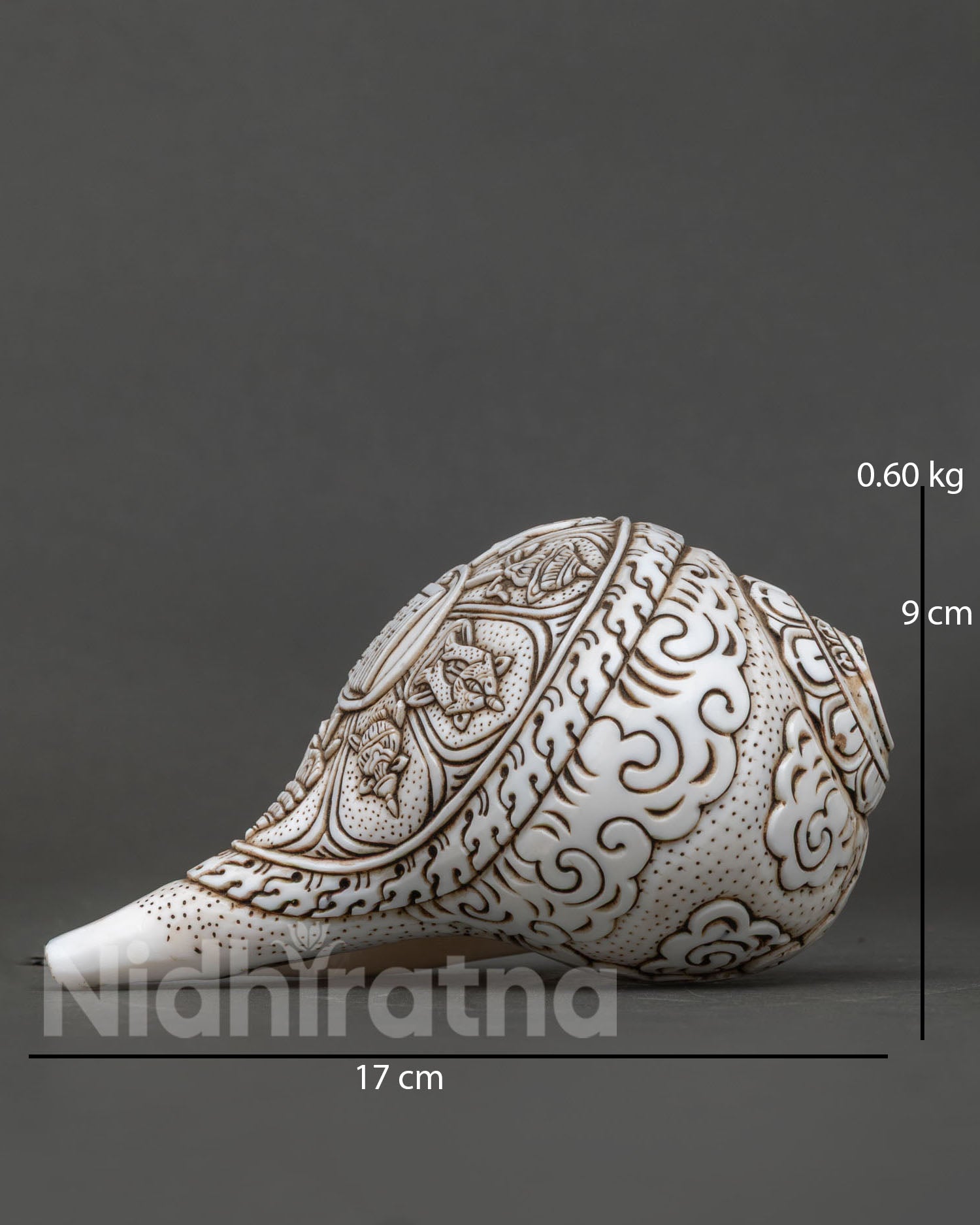 Conch Shell