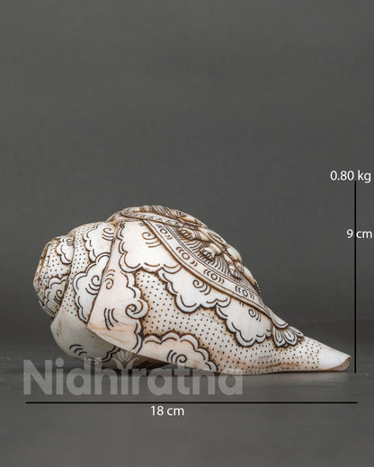 Conch Shell