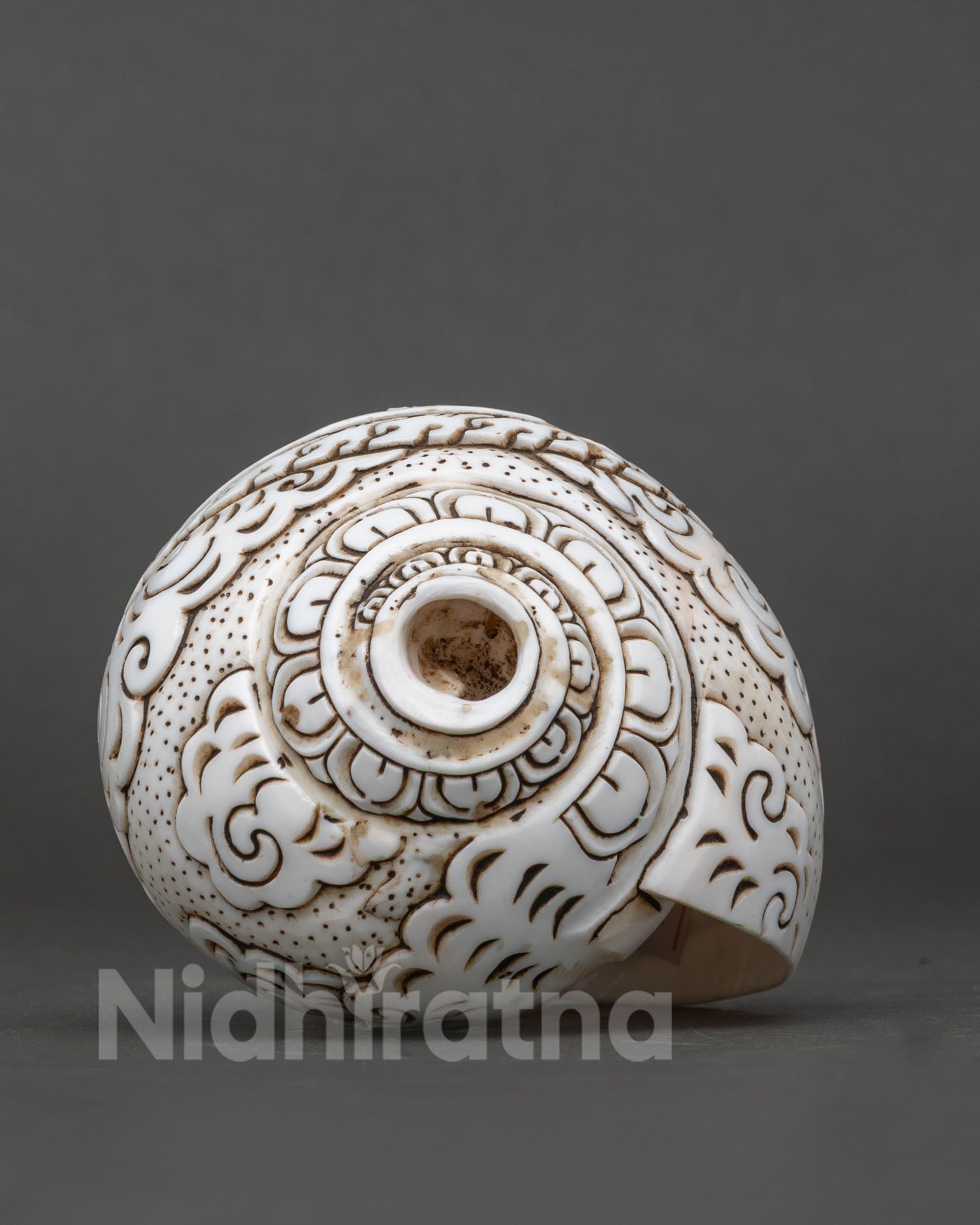 Conch Shell