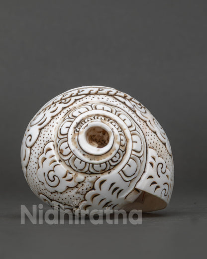 Conch Shell