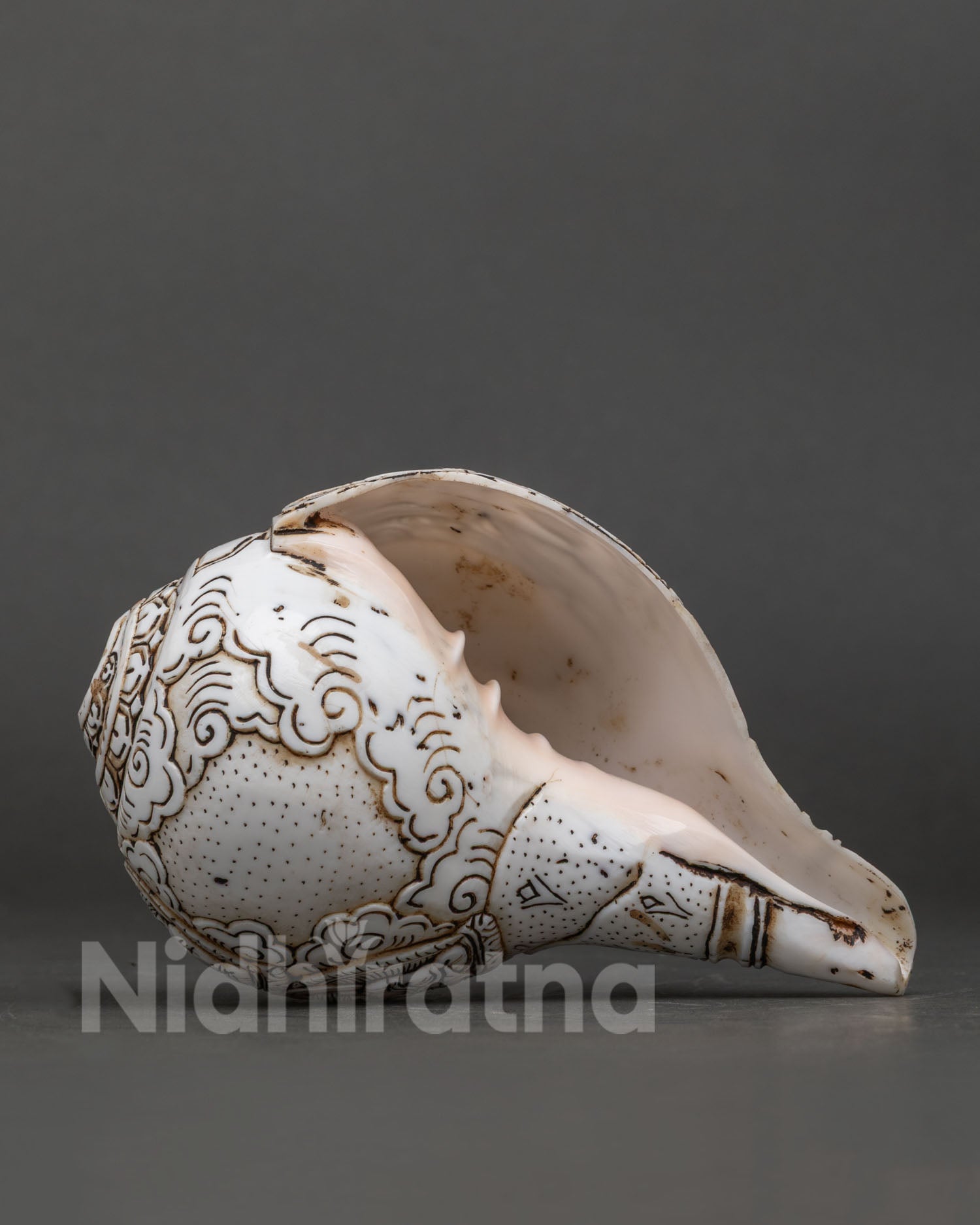 Conch Shell
