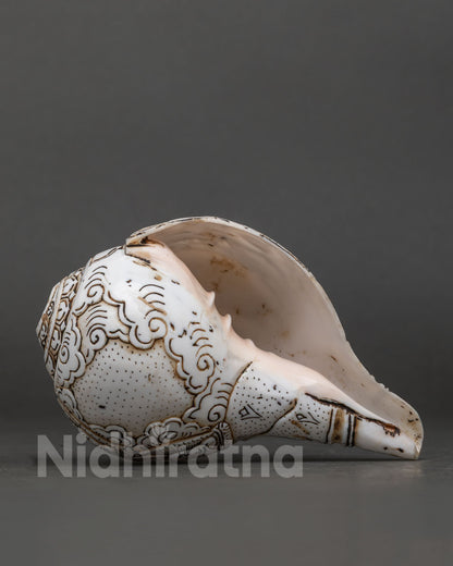 Conch Shell