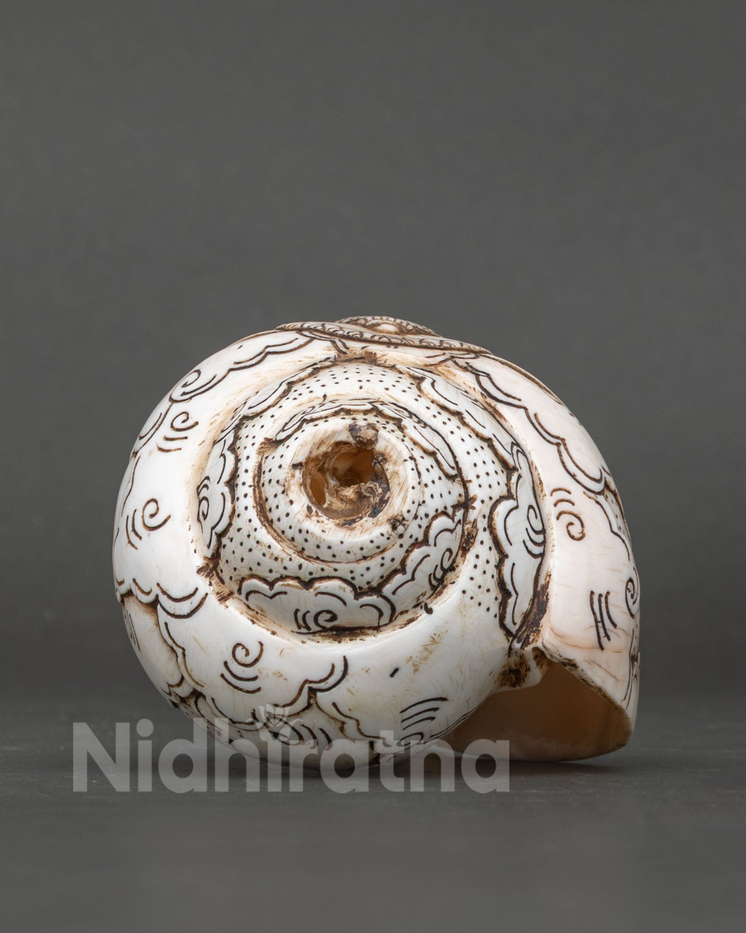 Conch Shell