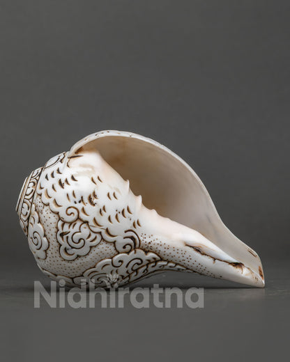 Conch Shell