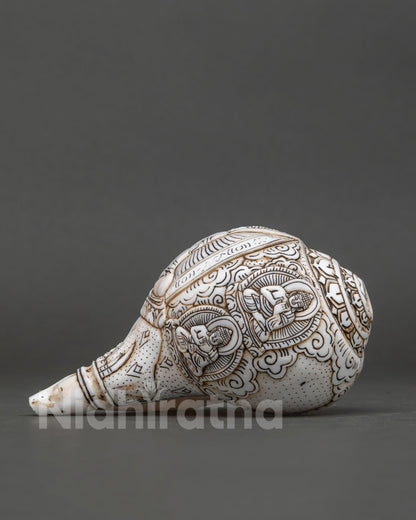 Conch Shell