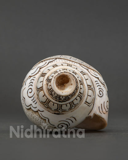 Conch Shell