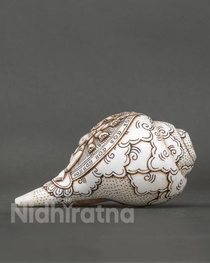 Conch Shell