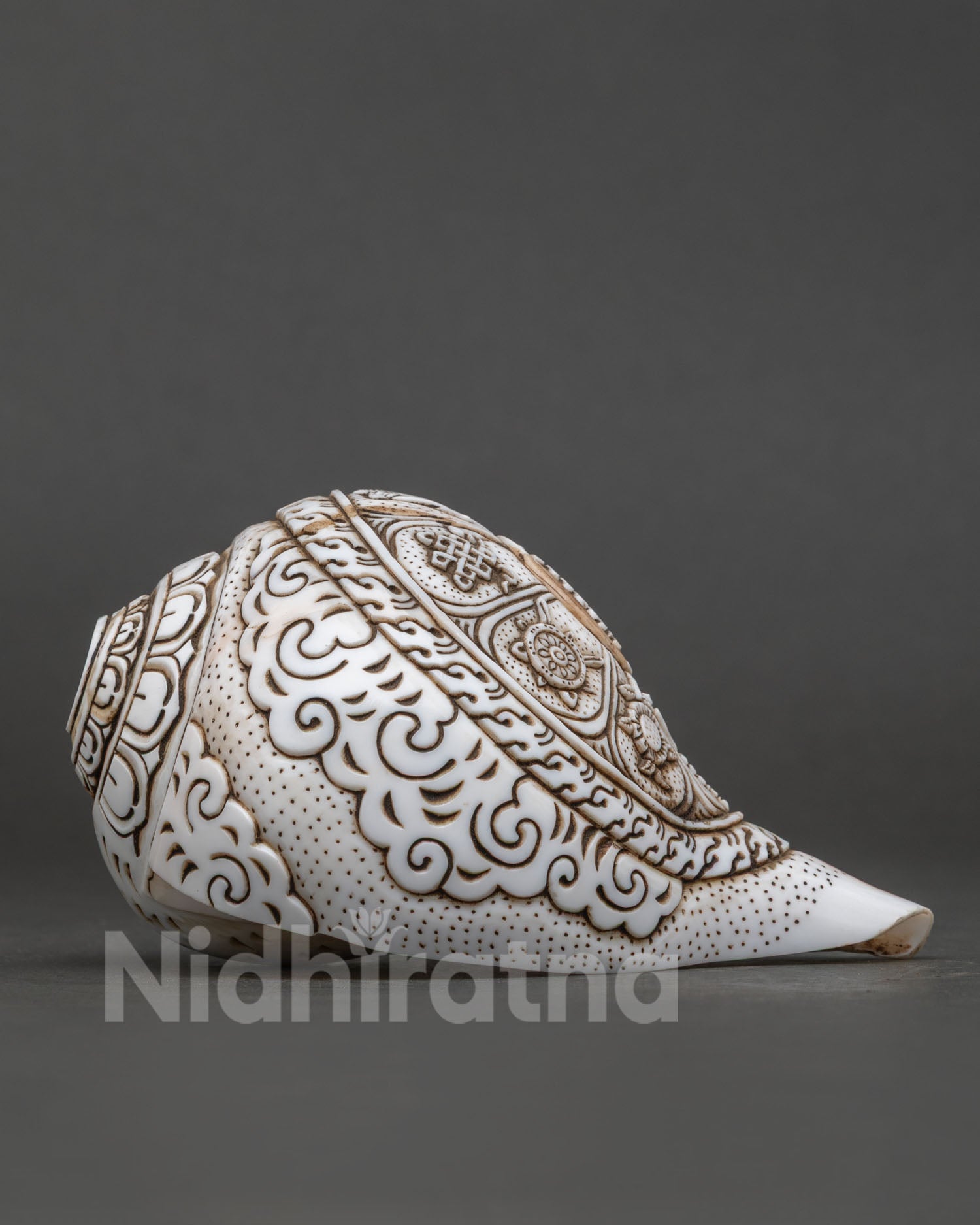 Conch Shell