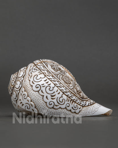 Conch Shell