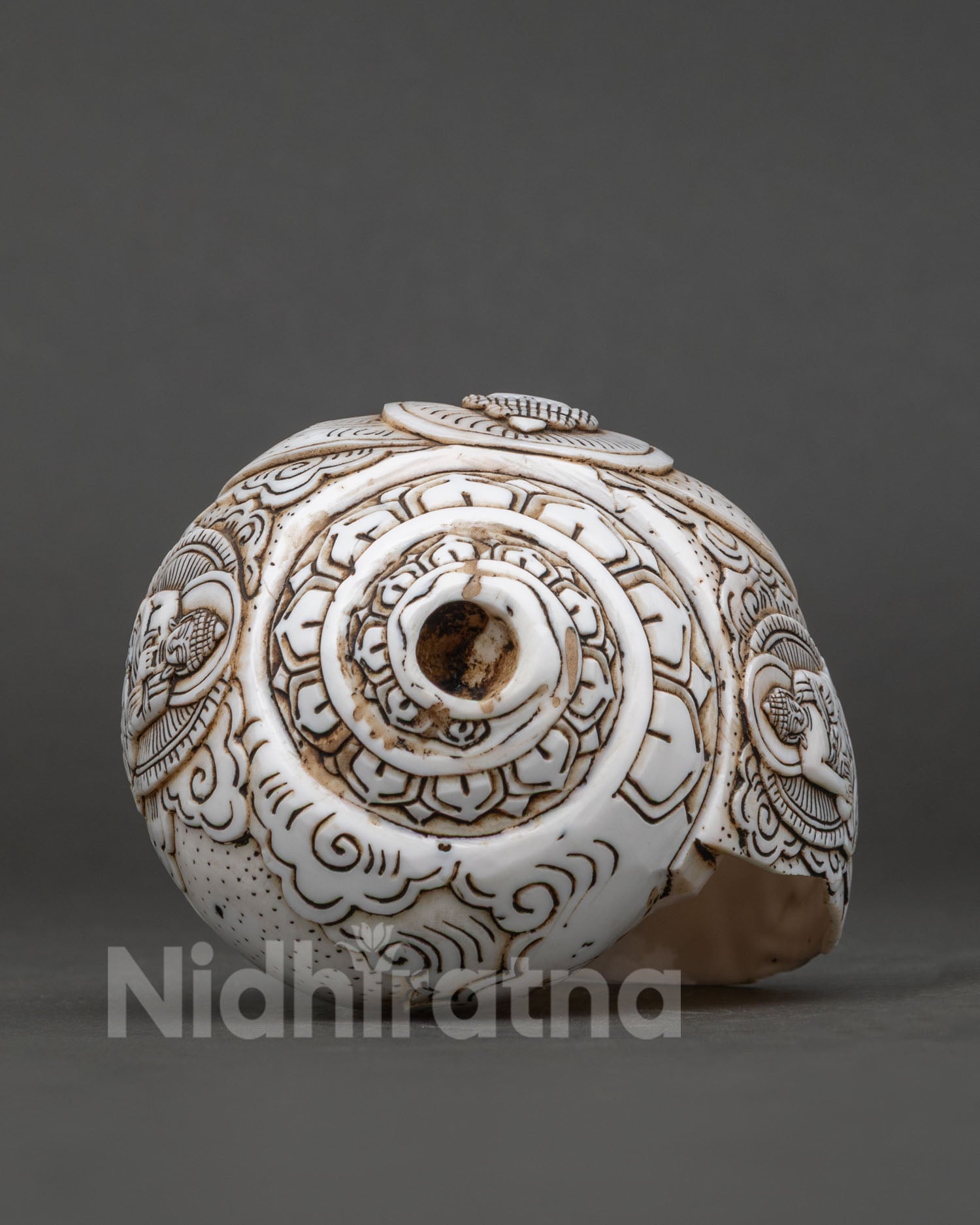 Conch Shell