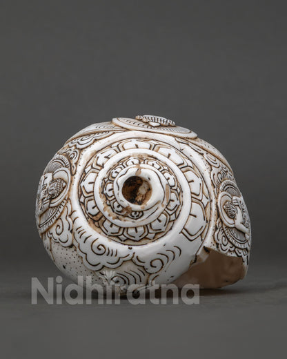 Conch Shell
