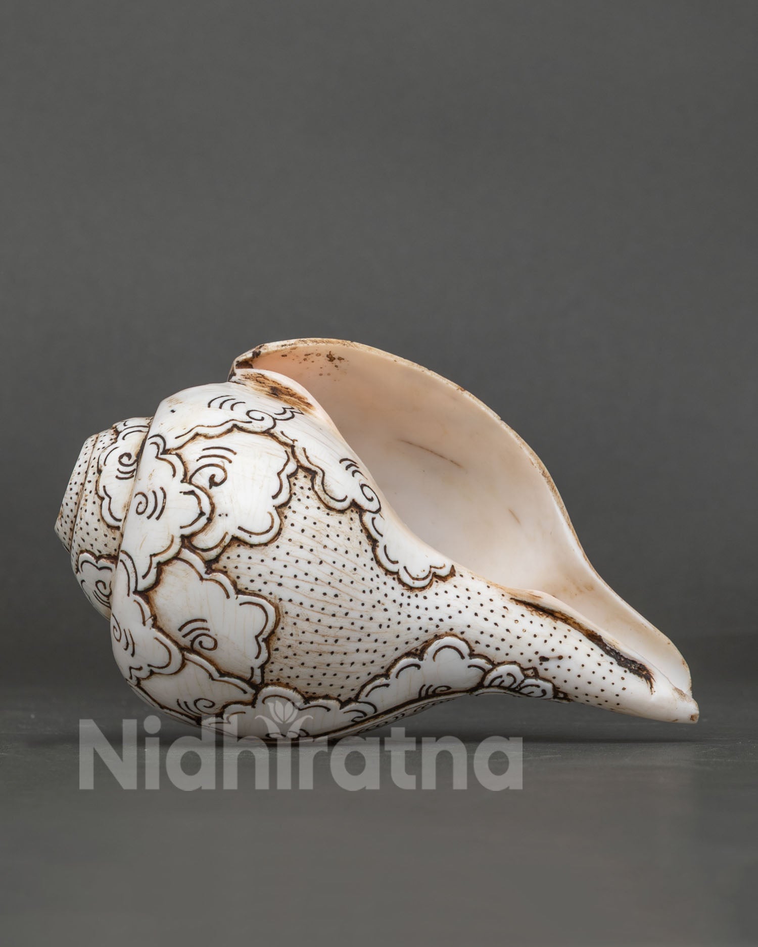 Conch Shell