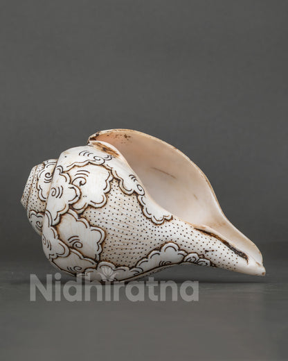 Conch Shell