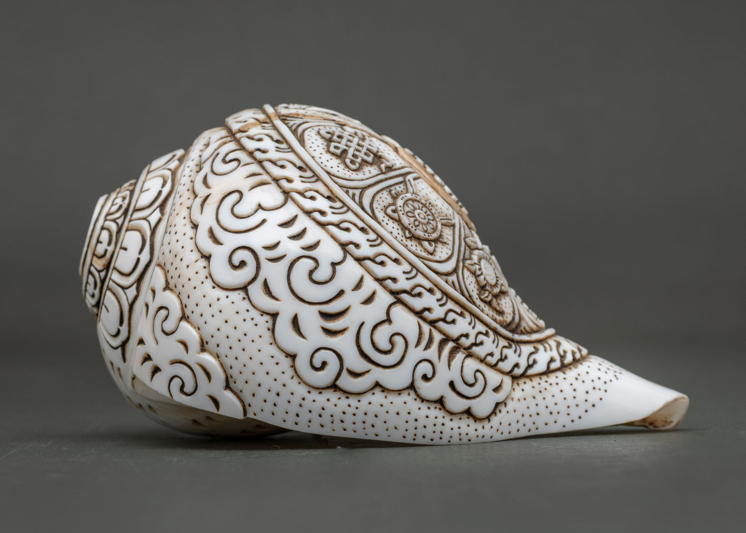 Conch Shell