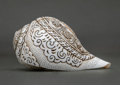 Conch Shell