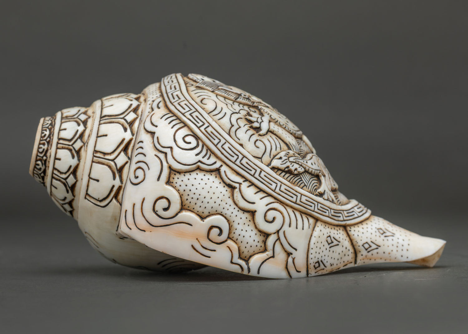 Conch Shell