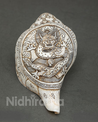Conch Shell