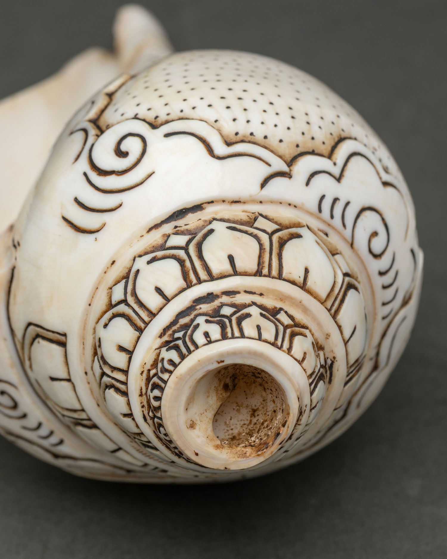 Conch Shell