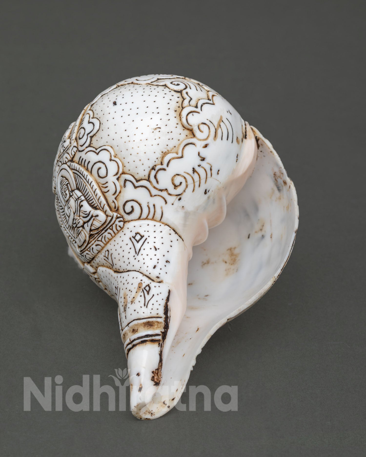 Conch Shell
