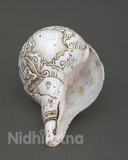 Conch Shell
