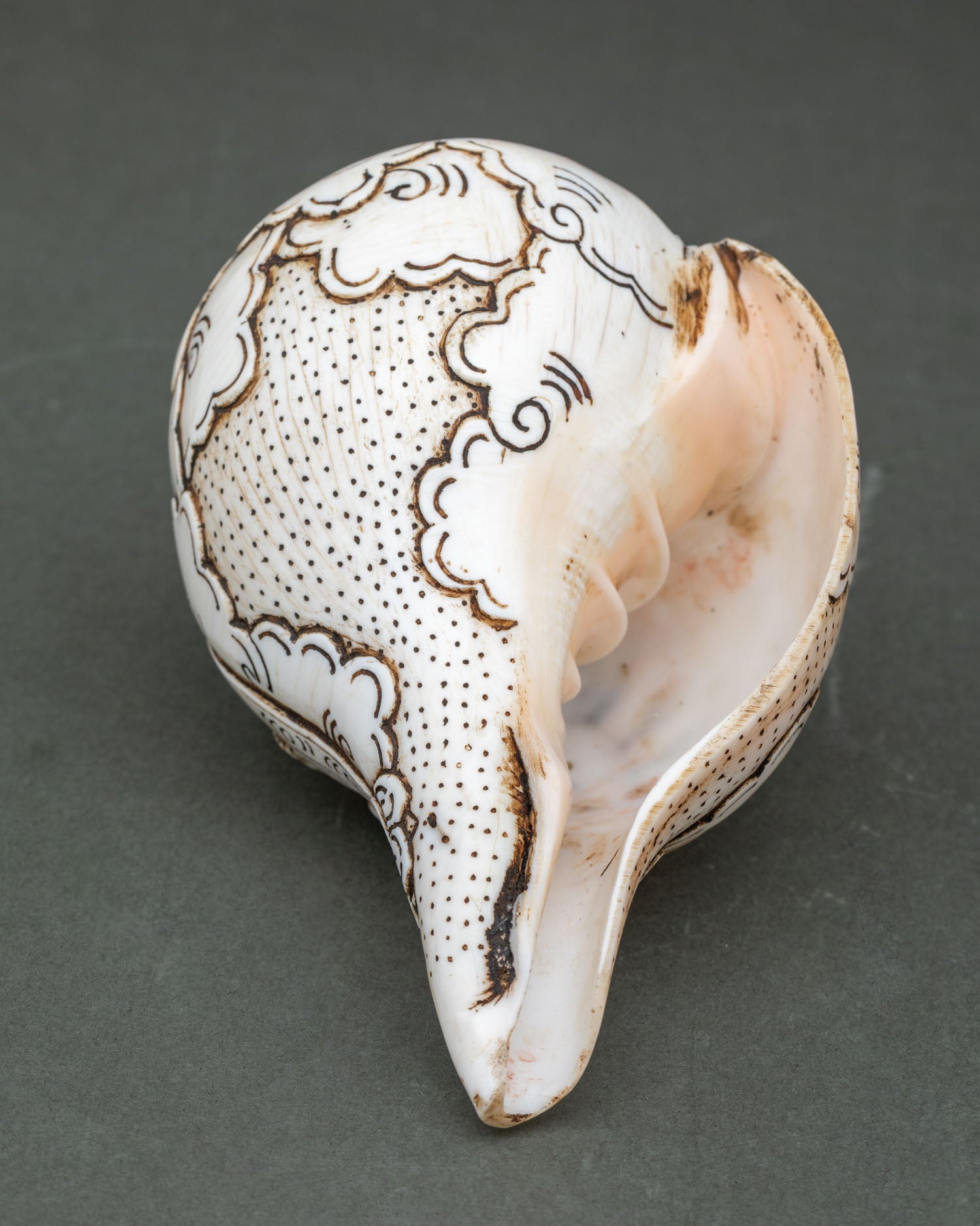 Conch Shell
