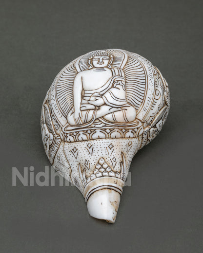Conch Shell