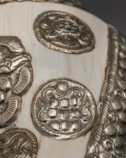 Sacred Himalayan Shankh used in Hindu and Buddhist rituals for spiritual blessings 